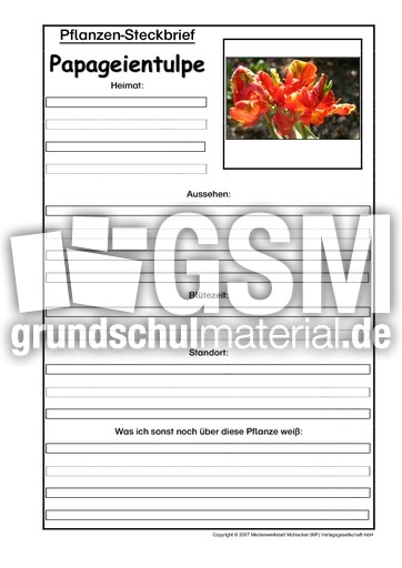 Pflanzensteckbrief-Papageientulpe.pdf